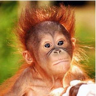 Rescued Baby Orangutans from Illegal Smuggling